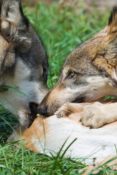 Grey Wolf