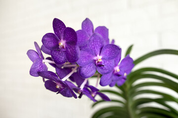 purple vanda orchid in bloom, close up on white background