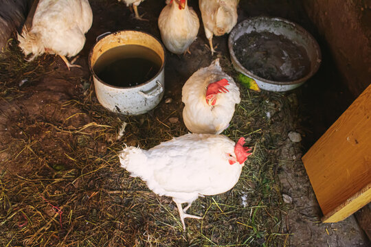 Chickens broilers on the farm. Selective focus.animals