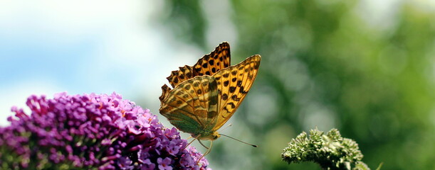 beautiful colorful butterfly closeup background
