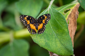 Bordered Patch (Chlosyne lacinia) in a wildlfower garden in Oklahoma
