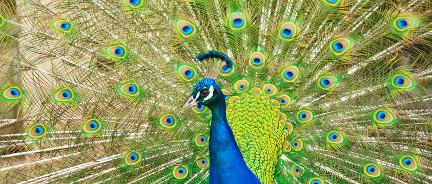 peacock