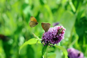 beautiful butterfly closeup