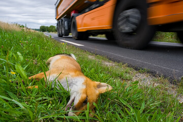 Une renard roux tué après avoir percuter un véhicule sur une route de campagne