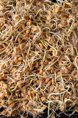 Wheat sprouts, top view on a dark background