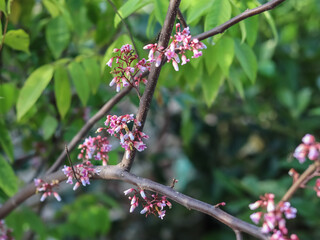 branch of a cherry tree