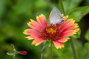 Gray Hairstreak (Strymon melinus)