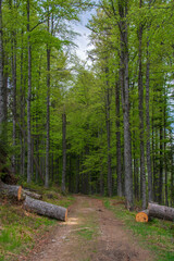 Way to Laka lake, Sumava national park, Czech nature