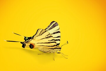 Animal.