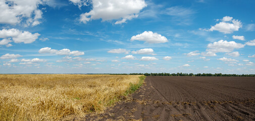 Summer rural panoramic landscape with blue sky with beautiful clouds over the golden wheat field and plowed field