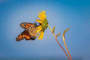 Monarch (Danaus plexippus) butterfly perched on a sunflower blossom © Richard