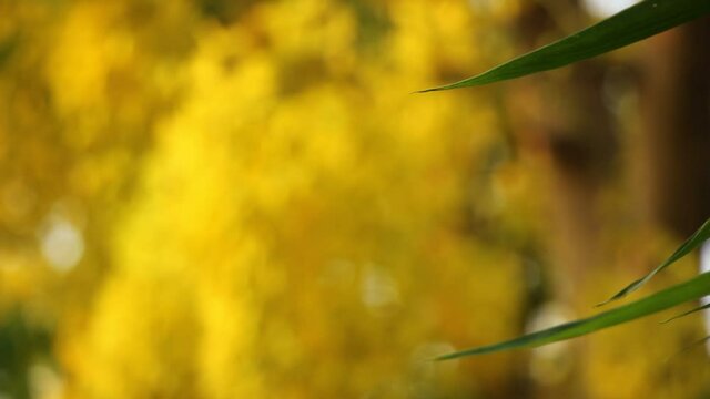 Small Yellow Flower or Cassia fistula flower
