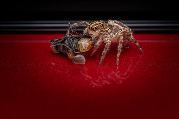 The jumping spider is catching flies to eat.