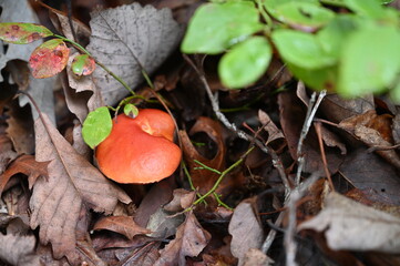 red mushrooms in the forest