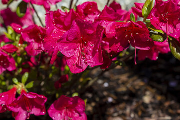 Pink azalea japonica on a garden with dew drops