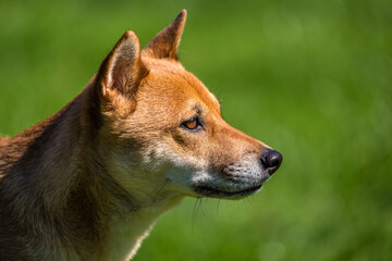 japanese shiba inu portrait in nature