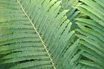  fern green leaf texture
