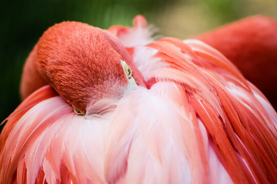 Close up of pink flamingo bird napping