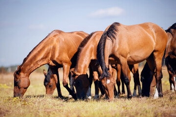 Obraz premium A herd of horses grazing on the field.