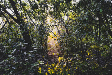 morning sun rays tree leaves forest