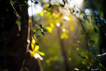 morning sun rays tree leaves forest
