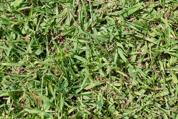 A close view of the green grass turf surface.