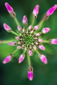Agapanthus fireworks