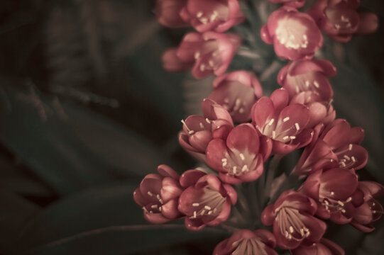A bundle of robust pink flowers in romantic hues