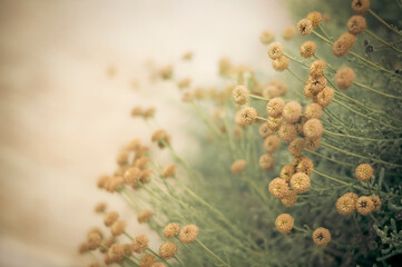 Pale, dry weed blossoms in muted, antique tones