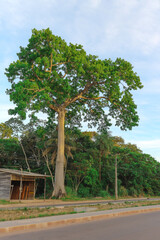 Large tree (Ceiba pentandra) on the banks of an avenue in a city located in the Brazilian Amazon region.
