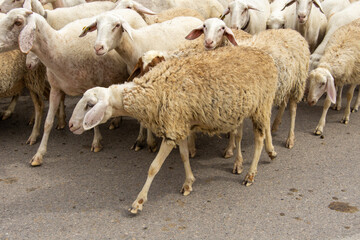 Obraz na płótnie Canvas Rebaño de ovejas cruzando la calle del pueblo tras pastar