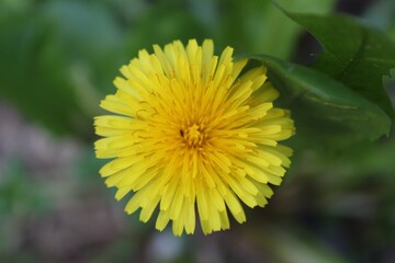 yellow dandelion flower