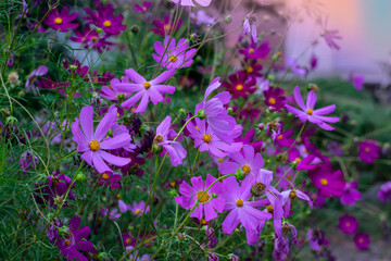
Flowers called kosmeya on a natural blurred background