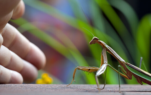 Praying Mantis