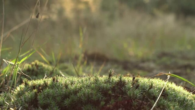 beautiful moss grows on the lawn