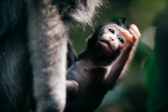 Baby long-tailed macaque held by its Mother