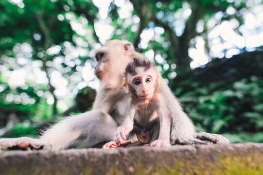 Baby long-tailed macaque, Ubud, Bali, Indonesia