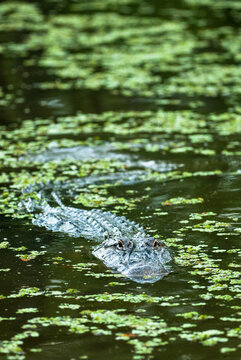 Wildlife: large aligator swimming towards the camera