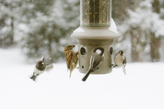 Winter Bird Feeder