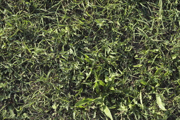 wild grass texture