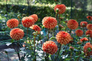 Dahlia rouge au jardin