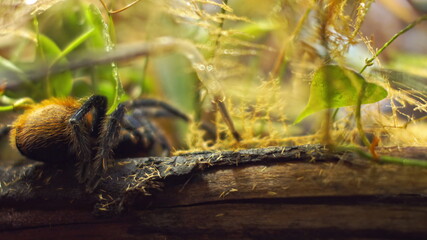 A large spider climbs into a hole in the web. Macro. House of pests. Close. Disaster for the forest.RAW