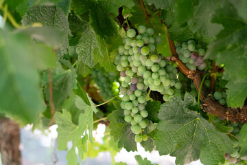 Veraison grapes in vineyard