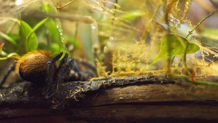 Fototapeta premium A large spider climbs into a hole in the web. Macro. House of pests. Close. Disaster for the forest.RAW