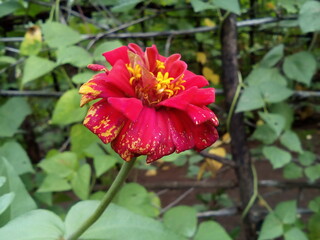 Red beautiful flower 