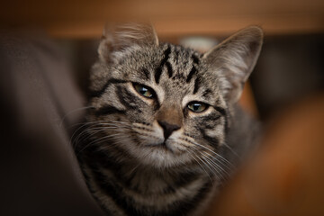 young European shorthair cat lies comfortably on a garden chair