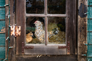 Hen and Chick (Through the Glass)