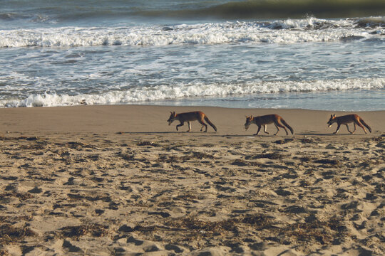 Three foxes running away with stolen food