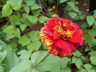 red and yellow flower