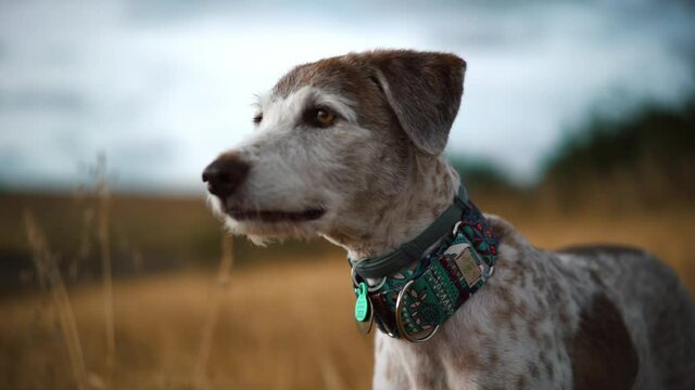 Happy and attentive dog, sniffs and watches the straw-colored wheat field, under a cloudy summer sky